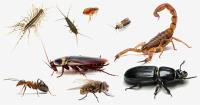 Pest Control Berwick image 1